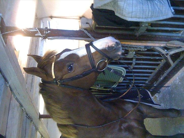 DSP Møgelholts Jambo SOLGT billede 9