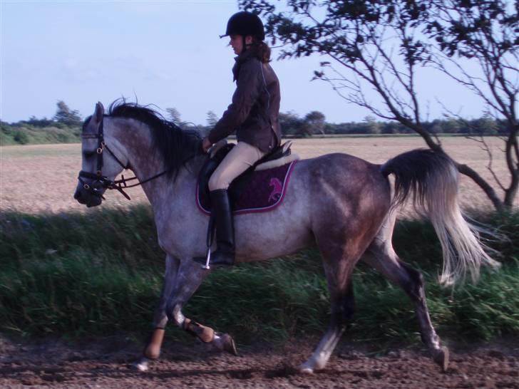 Sportsaraber (A) Zhazir Ibn Malik - Lidt dressur.  billede 7