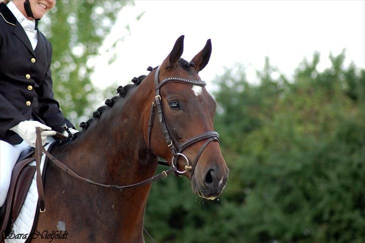 Fuldblod (XX) Lord De Luxe  *Passer* - Velkommen til Lord de Luxe. Læg gerne en kommentar og en bedømmelse.     Nyt: Luxe til hans første stævne red til 66,67 % i LD2 billede 1