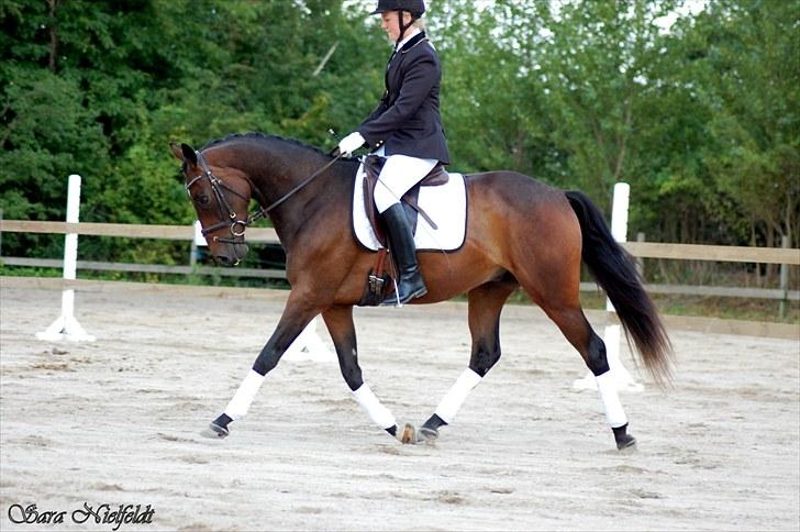 Fuldblod (XX) Lord De Luxe  *Passer* - Lord de Luxe´s første stævne Hjor klubstævne LD2 66,67% billede 2