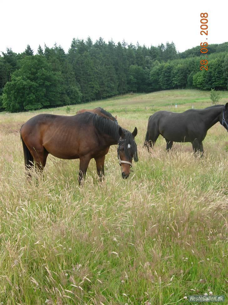 Fuldblod (XX) Lord De Luxe  *Passer* - Luxe på Sommer græs ;D 09 billede 3