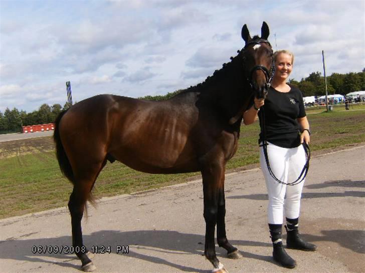 Fuldblod (XX) Lord De Luxe  *Passer* - Luxe Til Storehestedag :] billede 6