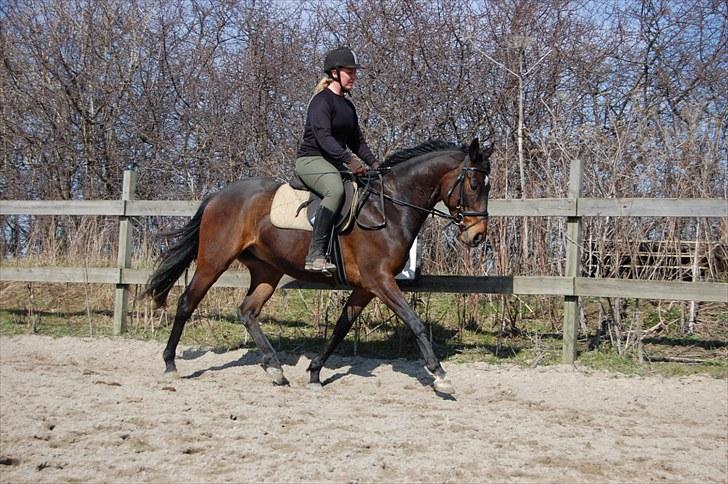 Fuldblod (XX) Lord De Luxe  *Passer* - Luxe i gang med tilridning så fin sammen med Ann FOTO: Sara Nielfeldt (MIG) billede 7