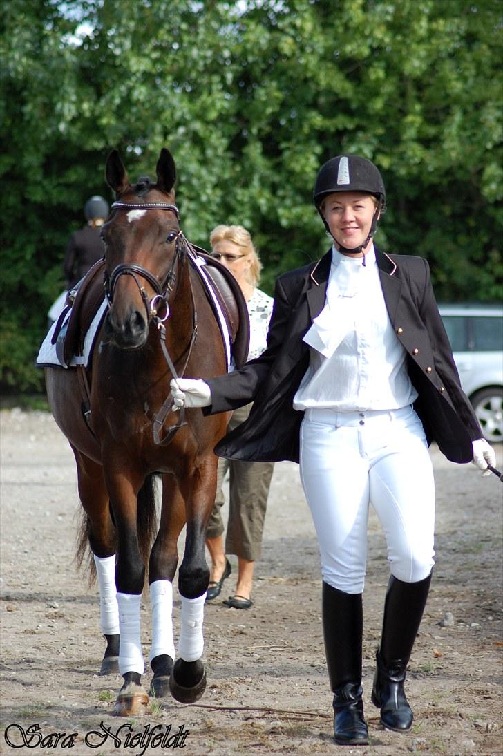 Fuldblod (XX) Lord De Luxe  *Passer* - Luxe på vej til opvarmning til første stævne. billede 8