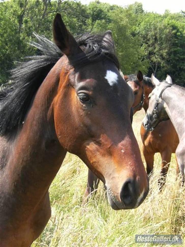 Fuldblod (XX) Lord De Luxe  *Passer* - Luxe På¨Sommer græs :) 09 billede 9