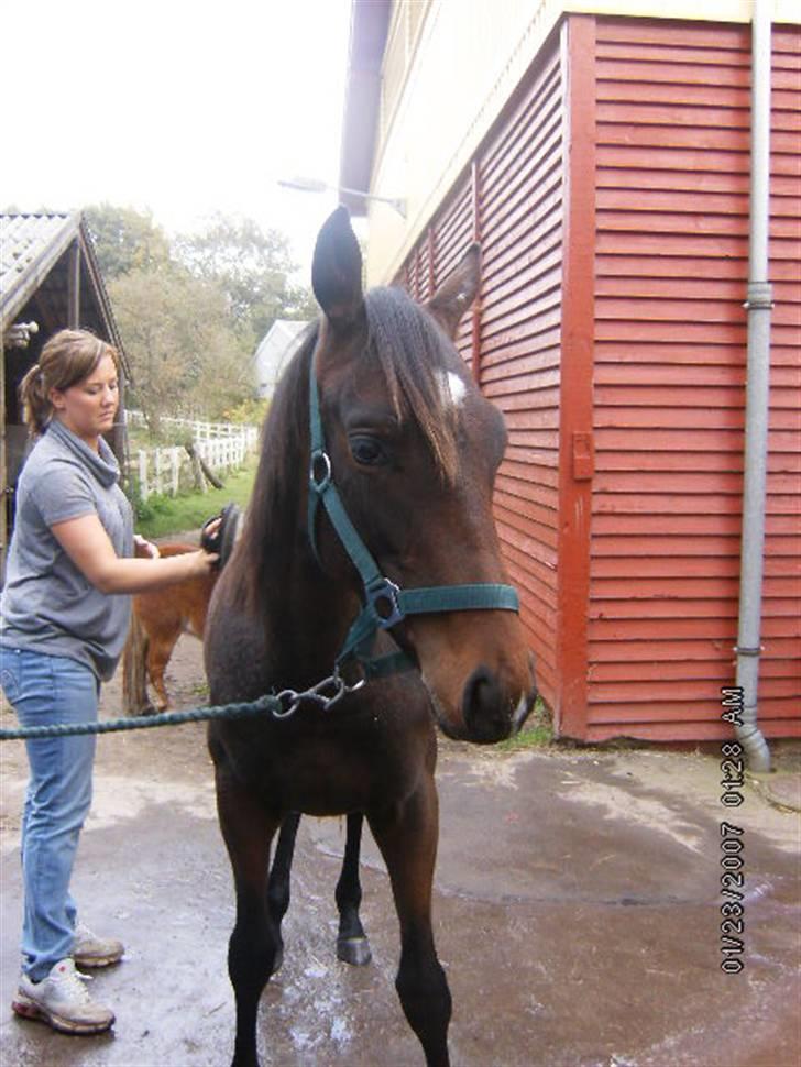 Fuldblod (XX) Lord De Luxe  *Passer* - Ann Og Luxe næsten lige da hun havde købt ham Foto: Mig  billede 10
