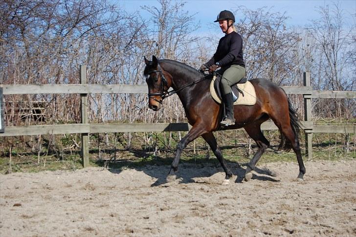 Fuldblod (XX) Lord De Luxe  *Passer* - Lille lorten i gang med tilridning, han var så fin den dag :] FOTO: Sara Nielfeldt (mig) billede 11