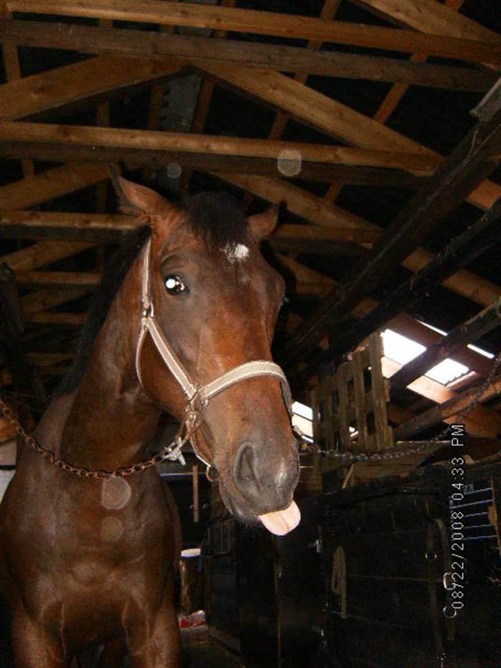 Fuldblod (XX) Lord De Luxe  *Passer* - Luxe Rækker tunge ;D billede 12