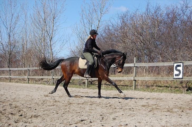 Fuldblod (XX) Lord De Luxe  *Passer* - Første galop på lille manden han var sku så sej !! FOTO: Sara Nielfeldt (mig) billede 14
