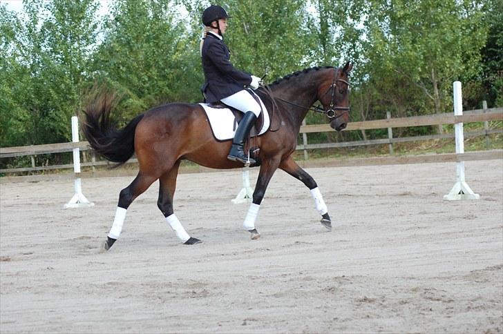 Fuldblod (XX) Lord De Luxe  *Passer* - Skridt - Hans første stævne LD2 red til 66,67% billede 15