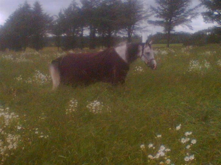 Sportsaraber (A) Zhazir Ibn Malik billede 13