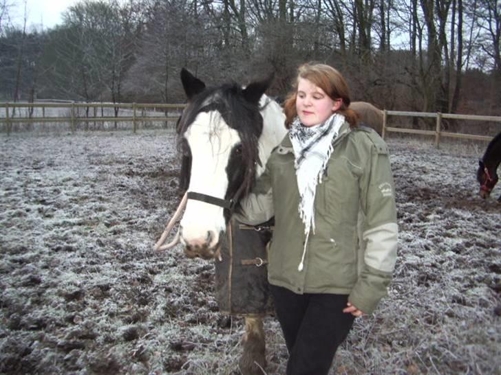 Irish Cob Moonlight  part billede 1