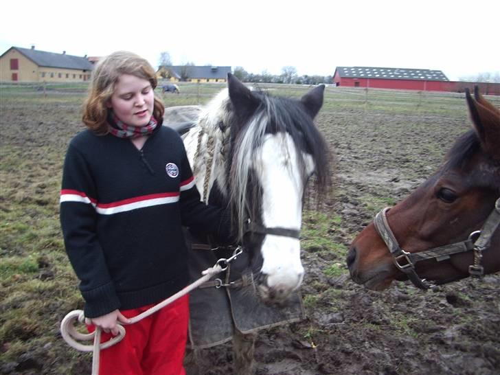 Irish Cob Moonlight  part billede 2