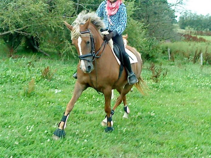 Anden særlig race Malhøj's Prinsess[Tidl. hest] - Den smukke dressur pony, i en fri trav :) Alle billederne i profilen er ret så gamle! Hun er bedre nu! billede 4