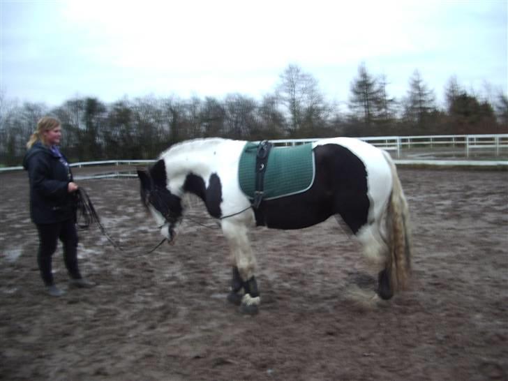 Irish Cob Moonlight  part billede 3