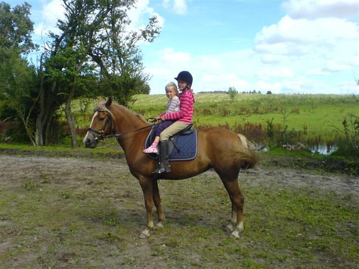 Anden særlig race Malhøj's Prinsess[Tidl. hest] - Min lillesøster ville også lige op og ride på den fede :P Alle billederne i profilen er ret så gamle! Hun er bedre nu! billede 7