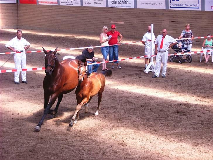 Oldenborg Borgstrøms Paquita(SOLGT) - Følskue 2006 billede 14