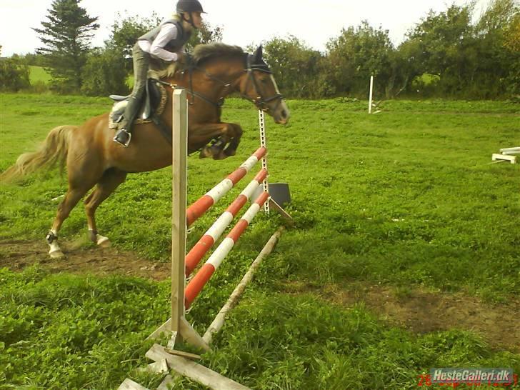 Anden særlig race Malhøj's Prinsess[Tidl. hest] - JUMP!! Vi kan squ stadig :) Alle billederne i profilen er ret så gamle! Hun er bedre nu! billede 8