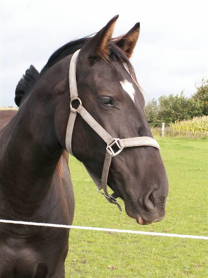 Oldenborg Borgstrøms Miss Queeny (Solgt) - portræt af mig:-) billede 11