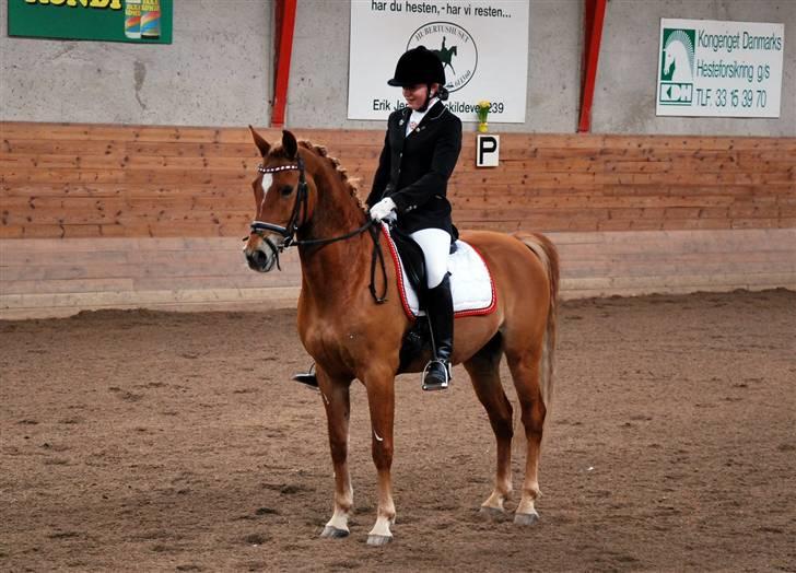 Anden særlig race Mr. Magic B-pony SOLGT - Første PRI d. 5.4 2009 Faxe billede 4
