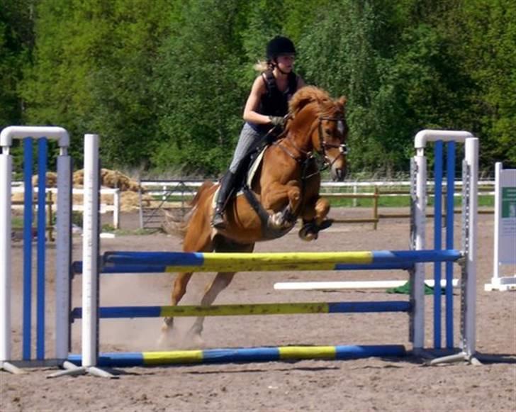 Anden særlig race Mr. Magic B-pony SOLGT - Spring undervisning uden for på ark D 11 maj. billede 7