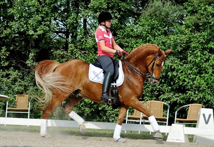 Anden særlig race Mr. Magic B-pony SOLGT - juli 2010 billede 8
