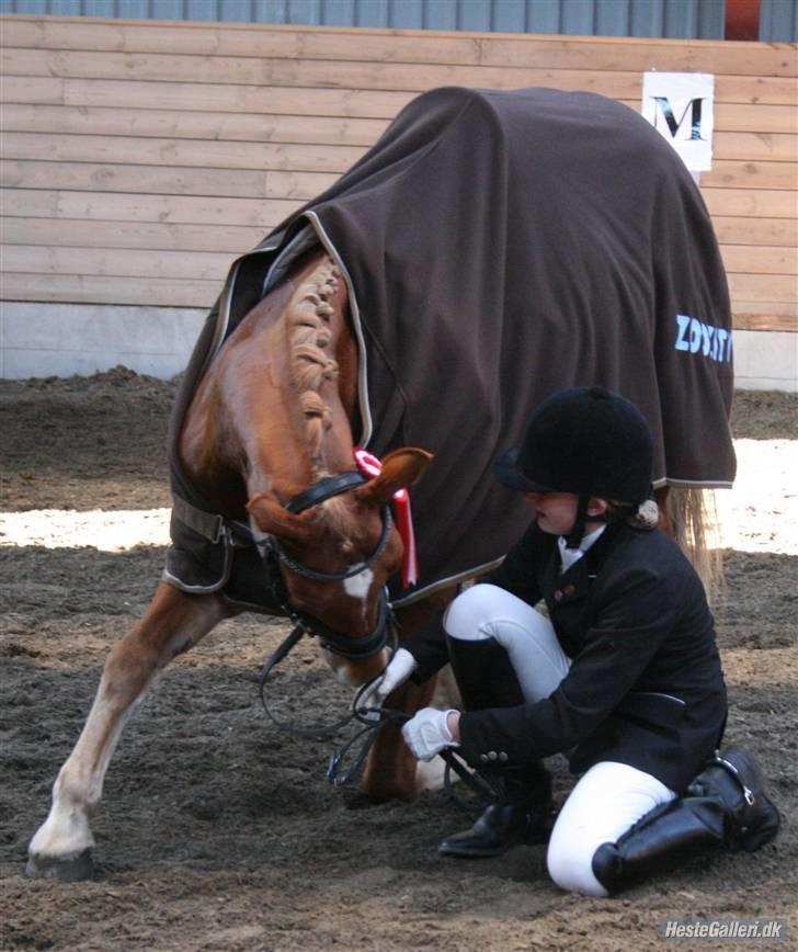 Anden særlig race Mr. Magic B-pony SOLGT - Magic kan kunstner, det var da vi blev klubmester i dressur 2007 billede 9
