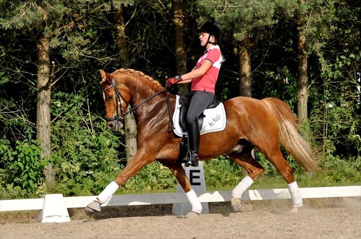 Anden særlig race Mr. Magic B-pony SOLGT - juli 2010 billede 10