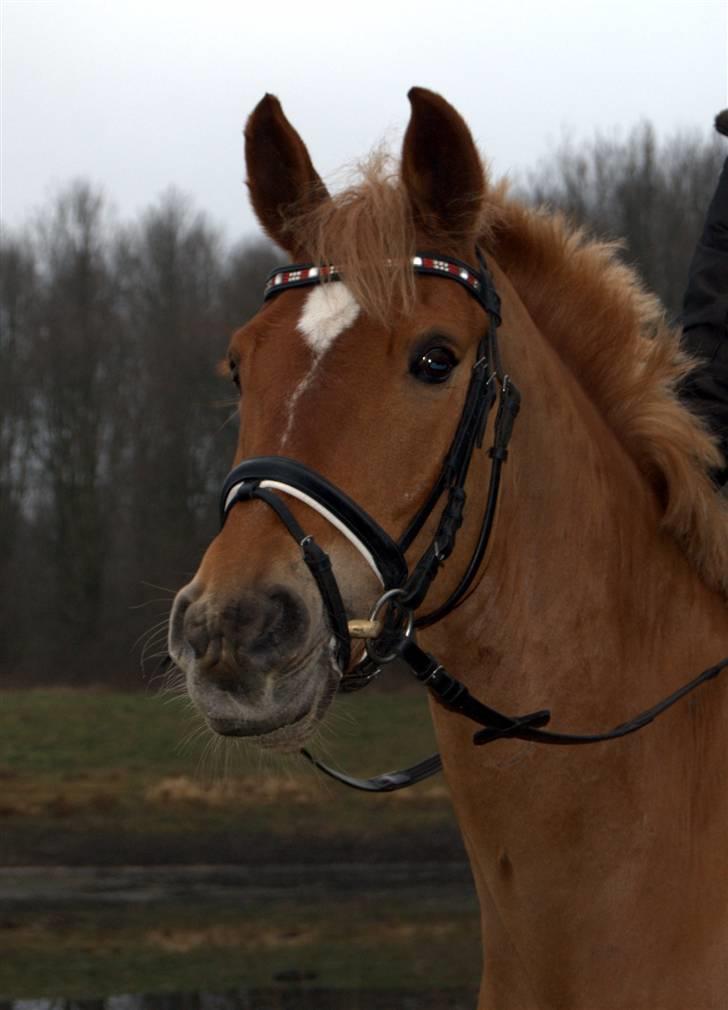 Anden særlig race Mr. Magic B-pony SOLGT - 17. Januar 2009 smukke Magic billede 11