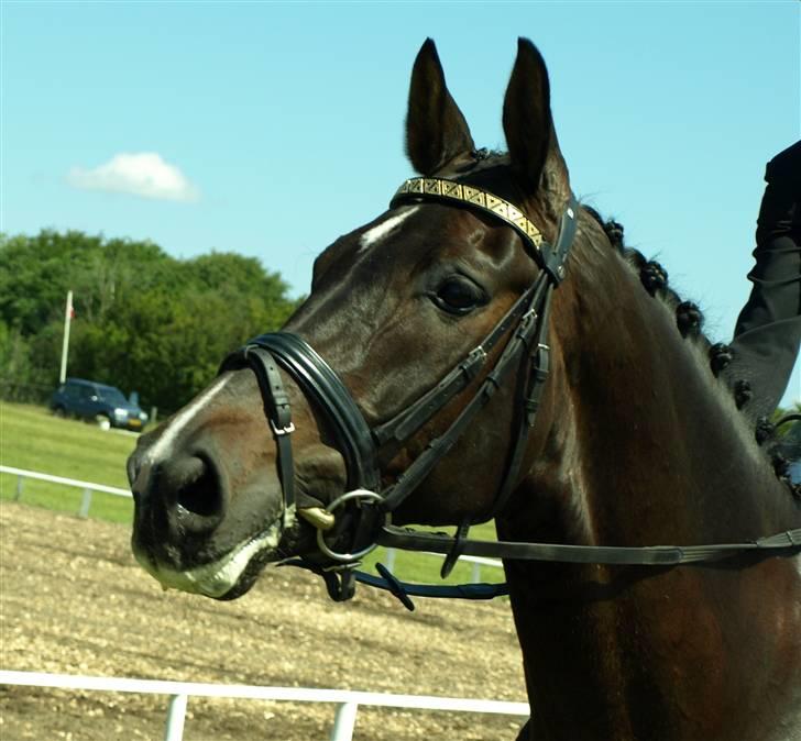 Hannoveraner Pablo Pikasso - Smukke-hesten efter vores sejersridt til 70 % billede 17