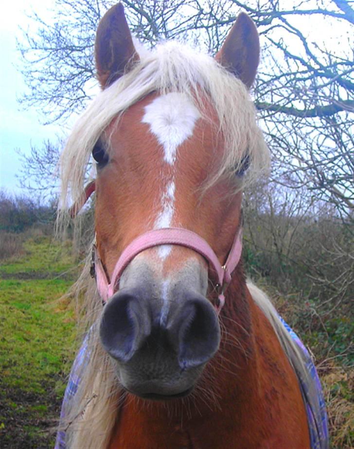 Haflinger Santana billede 16