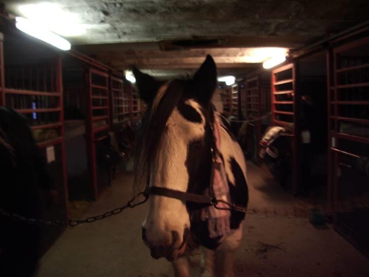 Irish Cob Moonlight  part billede 4