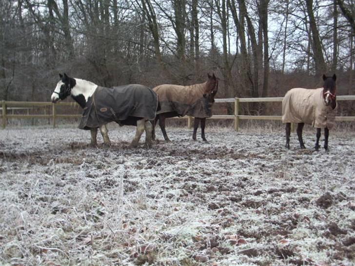 Irish Cob Moonlight  part billede 5
