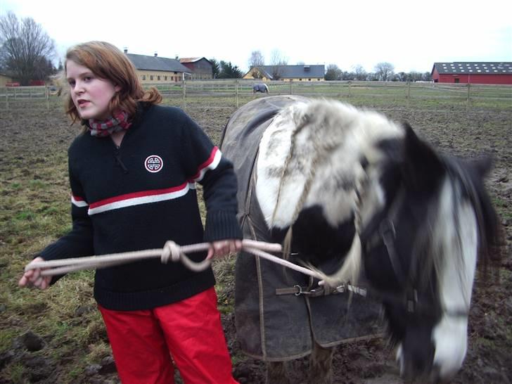 Irish Cob Moonlight  part billede 6