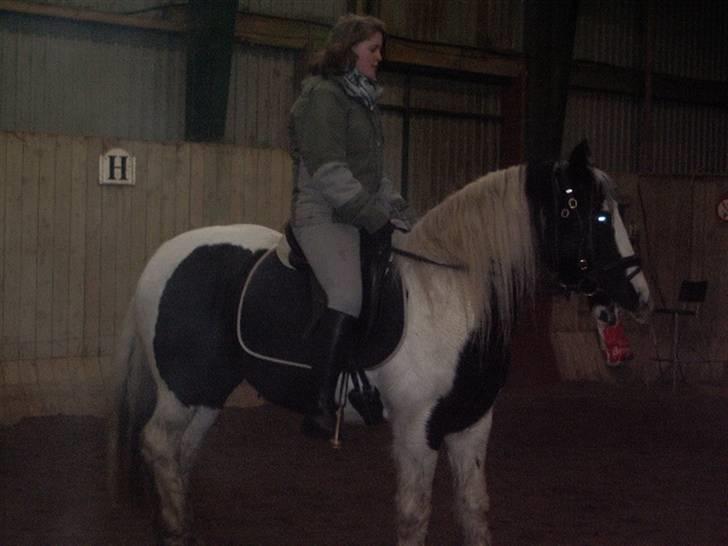 Irish Cob Moonlight  part billede 7