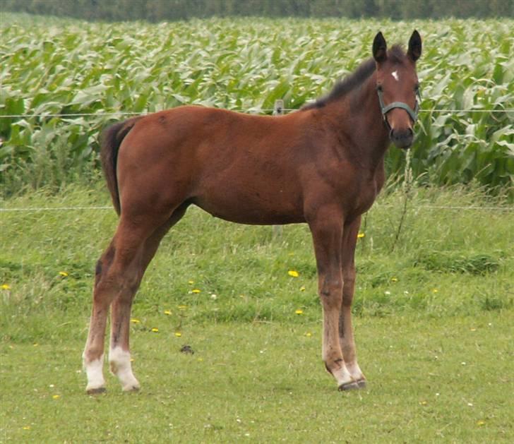 Oldenborg Borgstrøms Pepita - Her er jeg 3 mdr billede 7