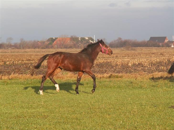 Oldenborg Borgstrøms Pepita - Her er jeg blevet plag og har fået en "papmor" billede 8