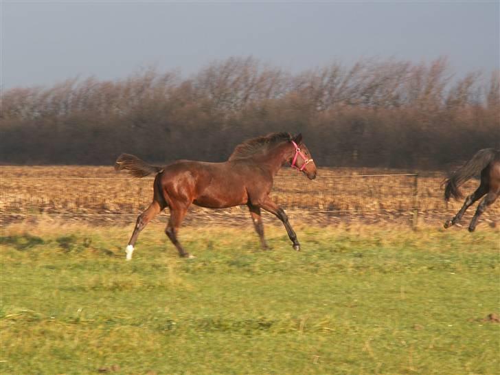 Oldenborg Borgstrøms Pepita - Fulde galop billede 9