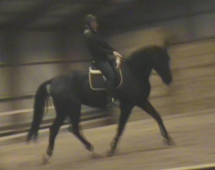 Hollandsk Varmblod Versace Ospa - <33 billede 14