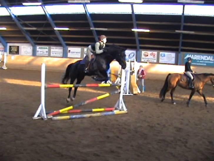 Hollandsk Varmblod Versace Ospa - springkursus med thomas sandgård XD billede 16