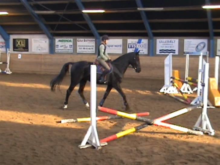 Hollandsk Varmblod Versace Ospa - springkursus med thomas sandgård XD billede 17