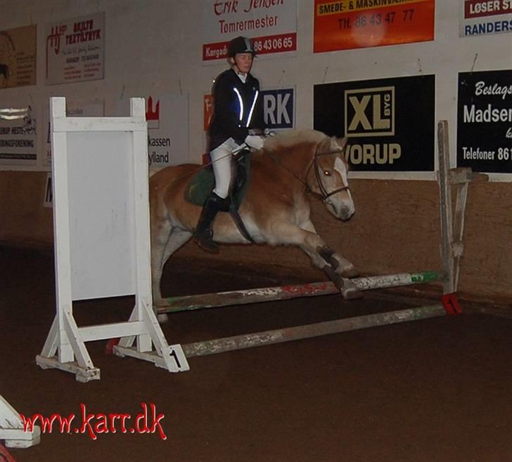 Haflinger Balder Gl. Halvpart billede 12