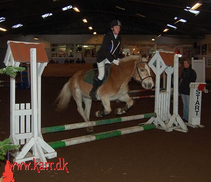 Haflinger Balder Gl. Halvpart billede 13