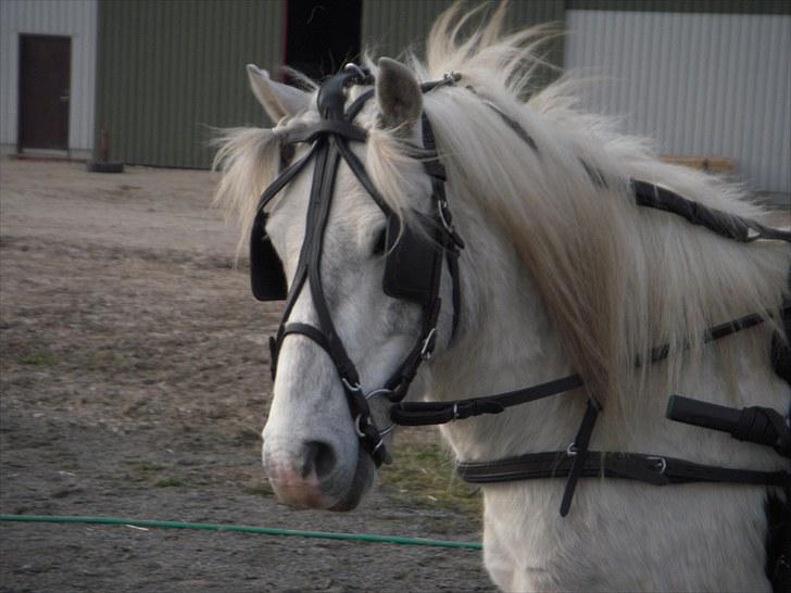 Anden særlig race Sir Bernstein billede 1