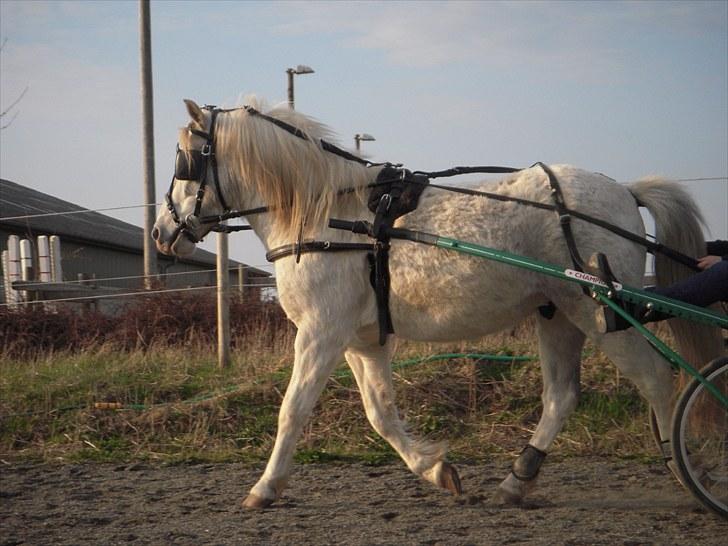 Anden særlig race Sir Bernstein billede 6