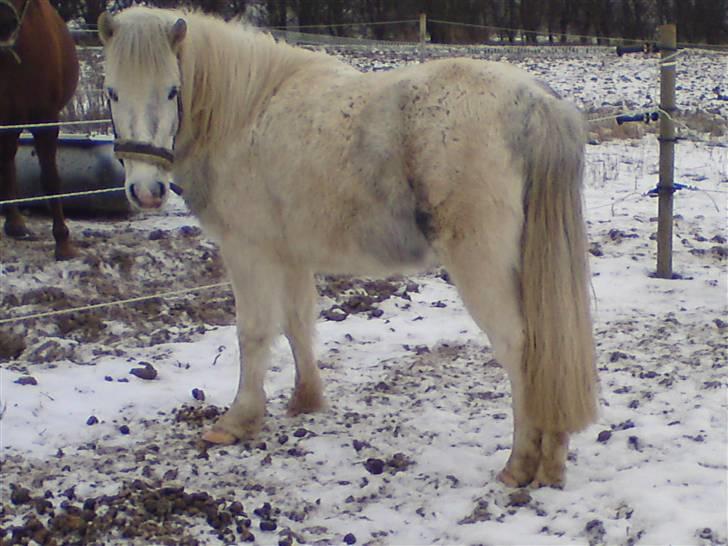 Anden særlig race Sir Bernstein billede 7