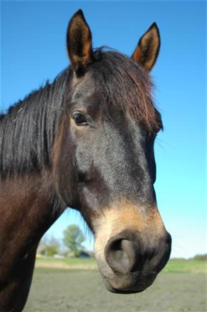 Anden særlig race 'Samson <3 (solgt) :'( - 15# Samson på folden i foråret ´<3 billede 15