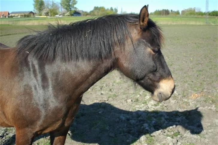 Anden særlig race 'Samson <3 (solgt) :'( - 16# Samson igen <3 billede 16