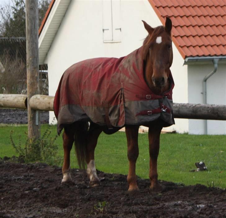 Oldenborg Alextho [Mors] billede 8