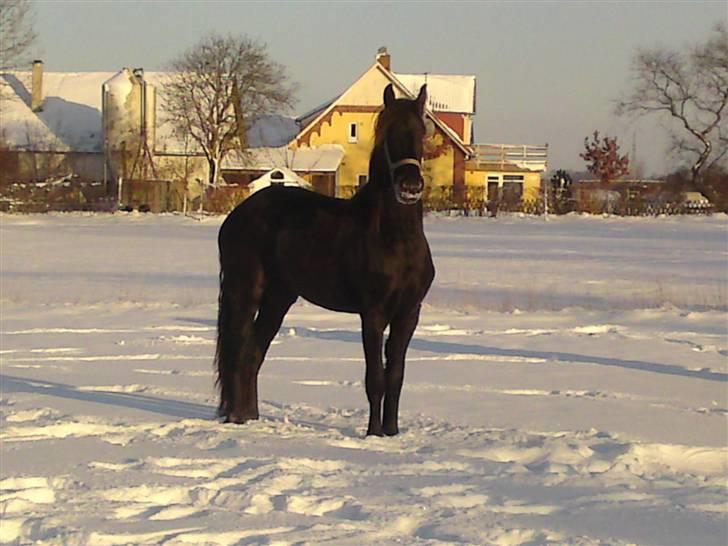 Frieser Zophira von Therkelsen - vinter 2½ år billede 2